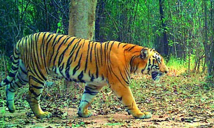 Migrated Tigers Creating Panic Among Farmers