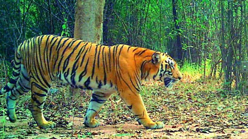 41 Tigers Dead in 10 Year in Kawal Tiger Circle