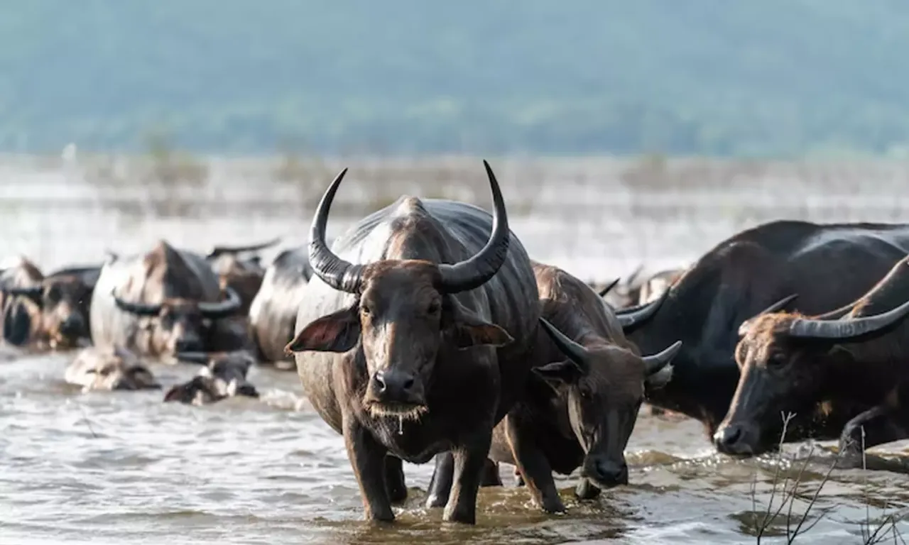 Medak: Youth Killed In Buffalo Attack