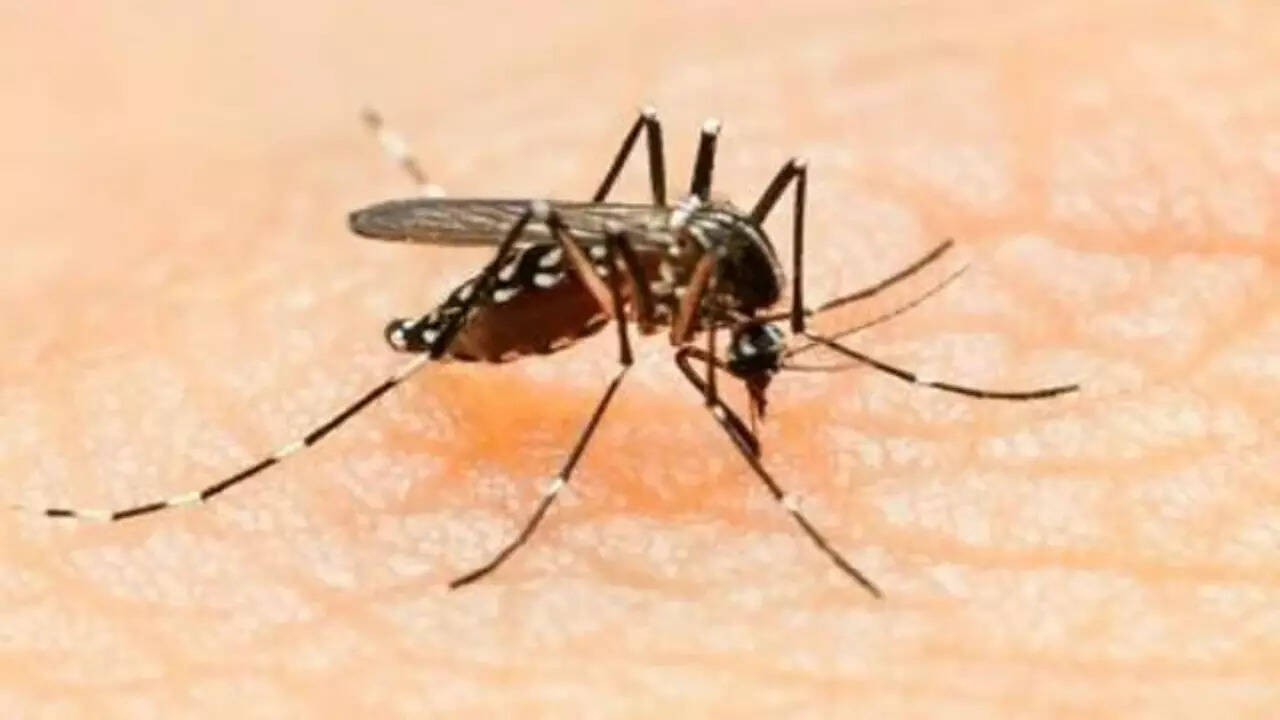 Delhi Dengue Cases Surge: August Records Highest Monthly Tally Of 2026