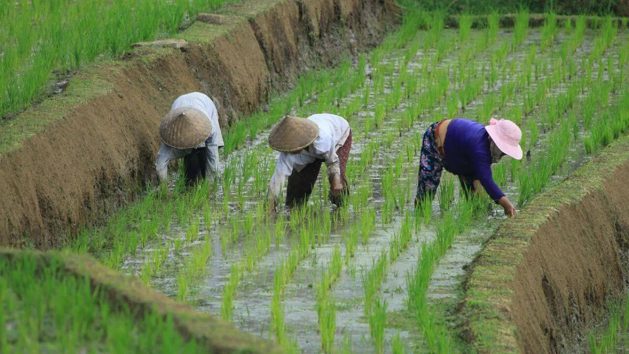 Why World Food Prices Just Hit Their Highest Point Since 2022