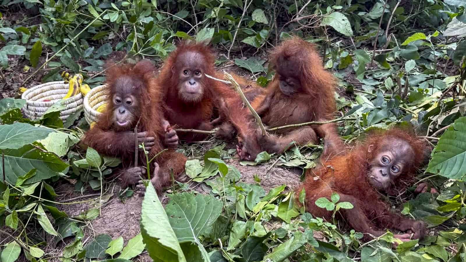 Rescued baby orangutans show range of emotions at Odisha zoo
