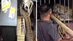 Liquor store employee narrowly escapes leopard attack