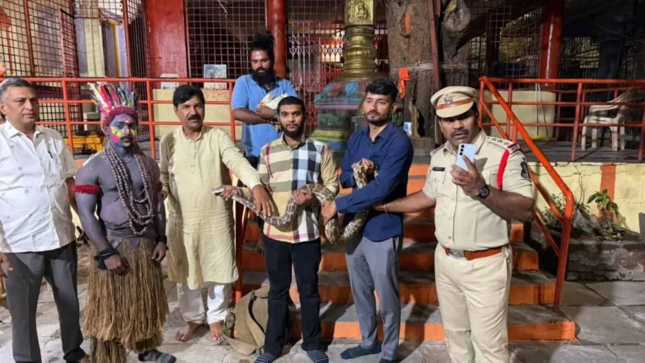Python, hen rescued from Ganesh Chaturthi dance in Hyderabad
