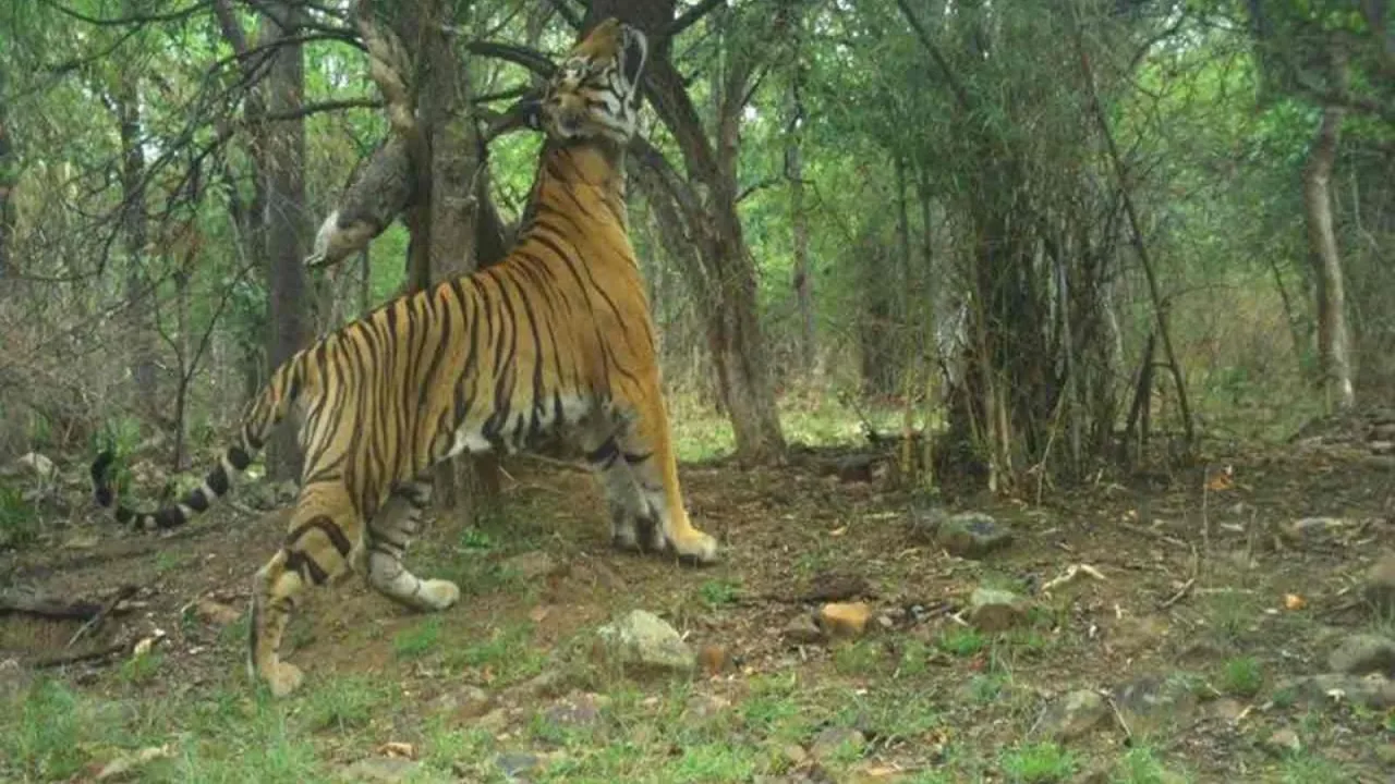 Video: Tiger spotted on opening day as Amrabad reserve reopens
