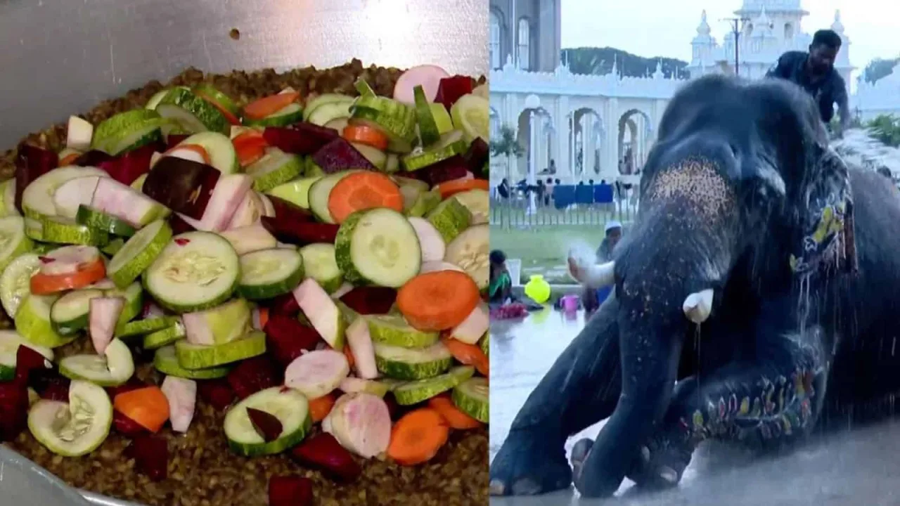 Special diet keeps Mysuru Dasara elephants fit for Jamboo Savari