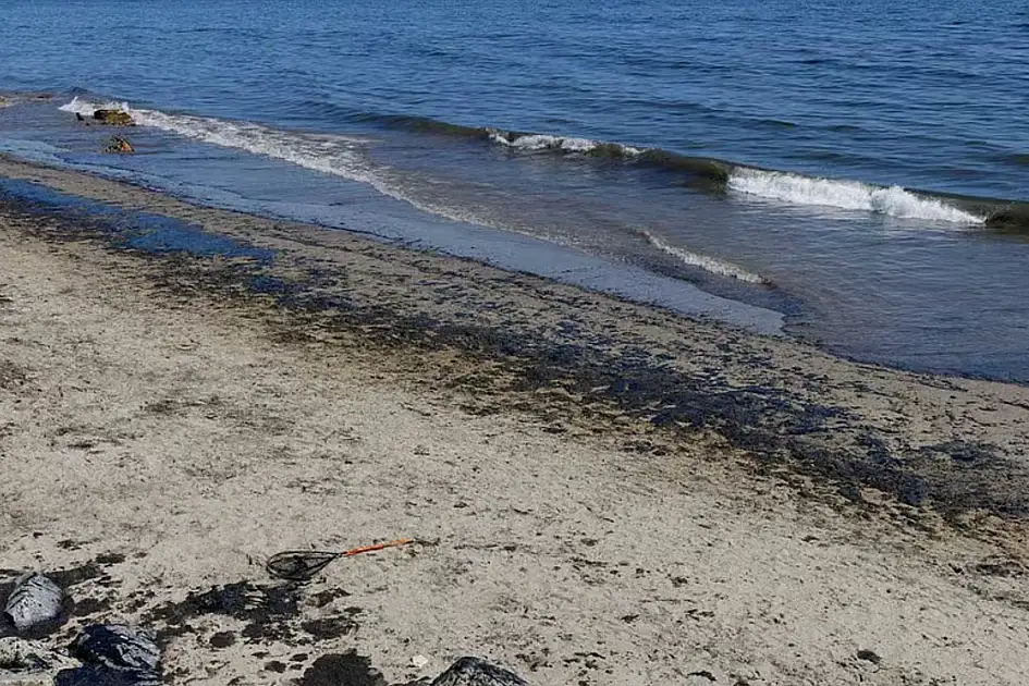 4.UAE oil spill: Experts warn of long-term risks to mangroves, seagrass and marine life