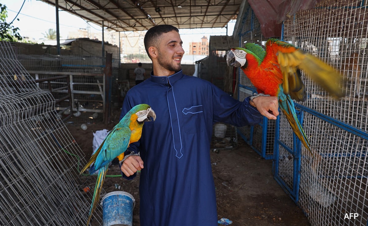 A keeper looks after exotic birds in the Rafah Zoo. A keeper looks after exotic birds in the Rafah Zoo.