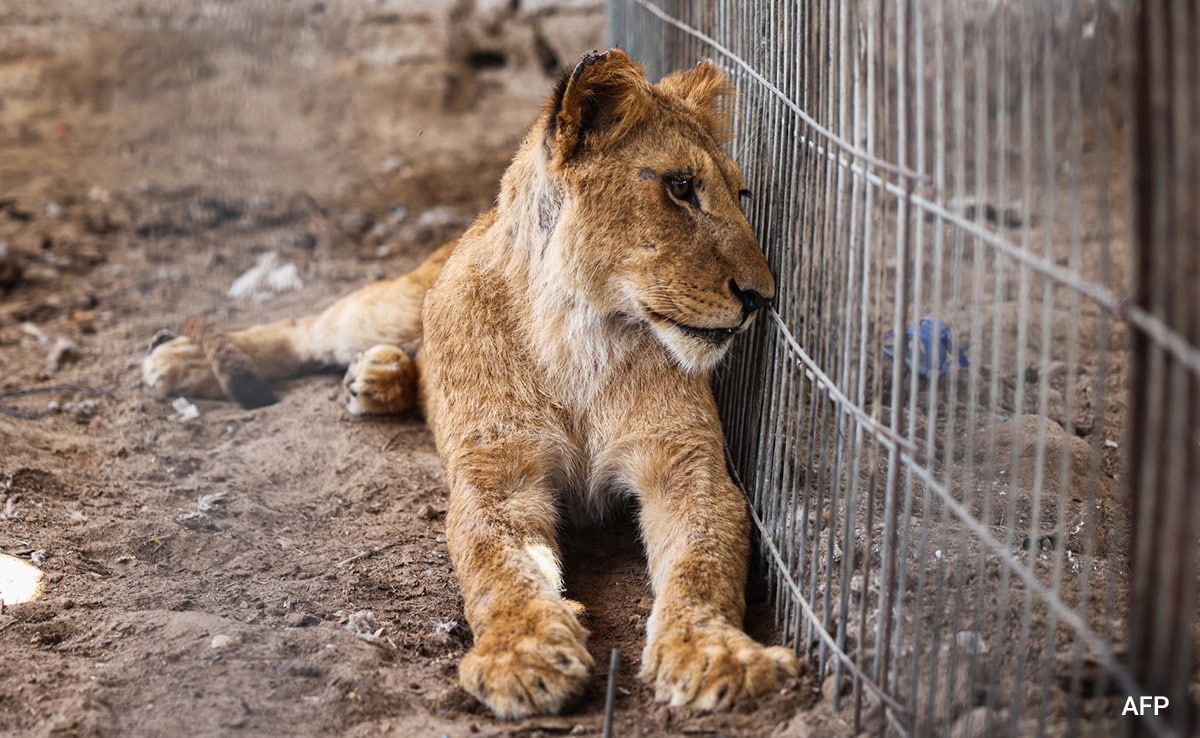 A lioness rests in a cage after the animals of the Rafah Zoo. A lioness rests in a cage after the animals of the Rafah Zoo.