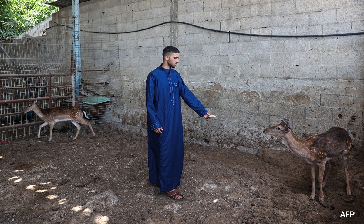 Keeper feeds spotted deers in the Rafah Zoo. Keeper feeds spotted deers in the Rafah Zoo.
