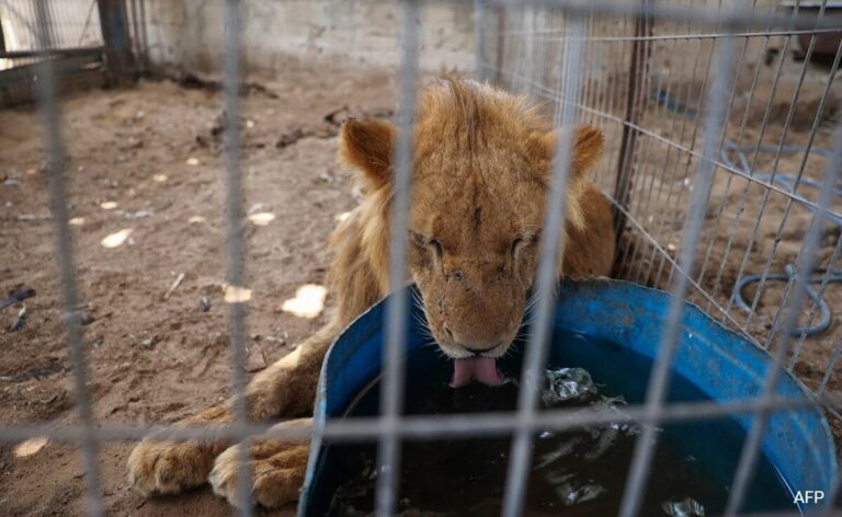 Pics: Gaza Zookeeper Flees Rafah, Creates Temporary Home For Animals