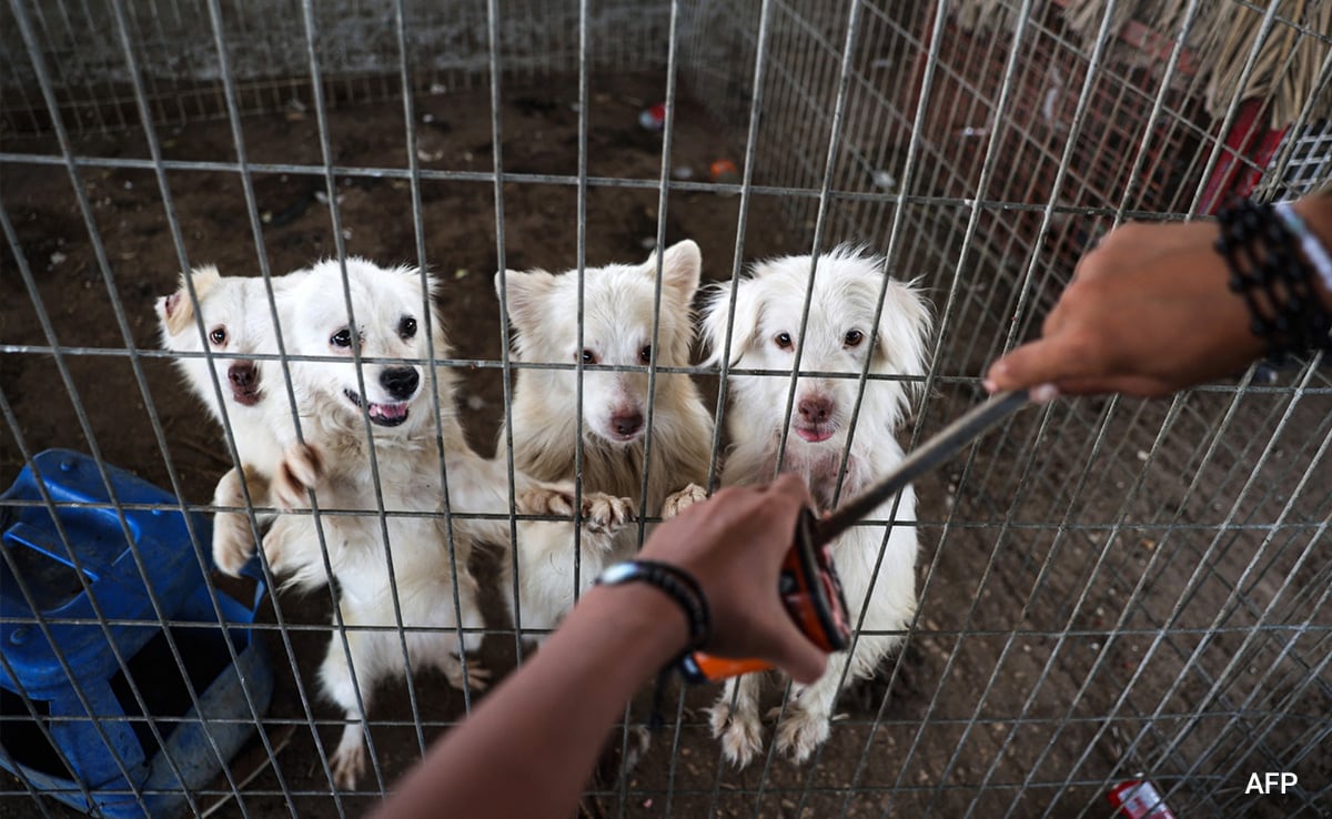 A keeper cares for animals of the Rafah Zoo after their evacuation to a location in Khan Yunis. A keeper cares for animals of the Rafah Zoo after their evacuation to a location in Khan Yunis.