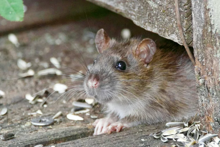 Deadly Rat Disease Spreads to Humans, Kills 4 In US