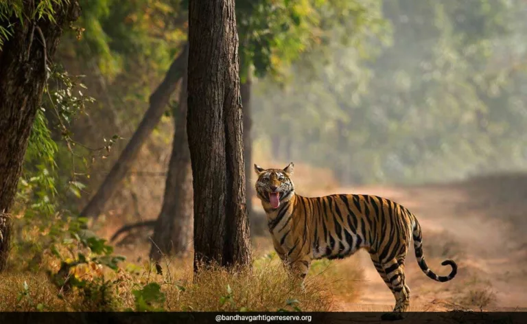 Alarming Rise In Tiger Deaths in Madhya Pradesh Reserve: Report
