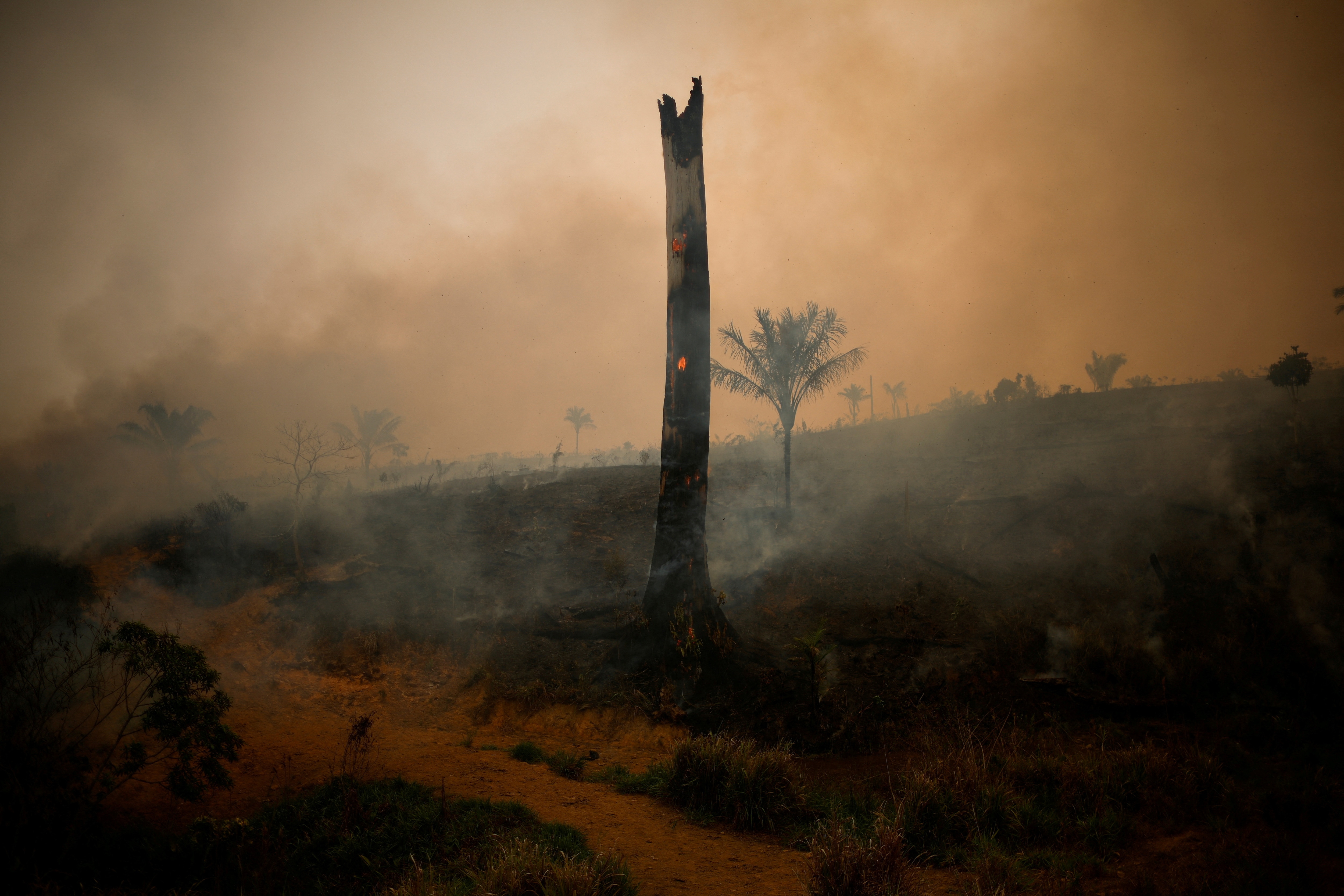 A tree burns during a fire rising in Amazon rainforest in Apui, Amazonas state, Brazil. A tree burns during a fire rising in Amazon rainforest in Apui, Amazonas state, Brazil.