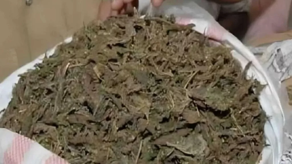 7 interstate drug peddlers held near ORR while transporting 400 kg ganja