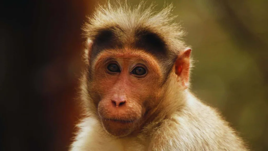UP: Money rains down from tree as monkey flees with bag containing Rs 2 lakh