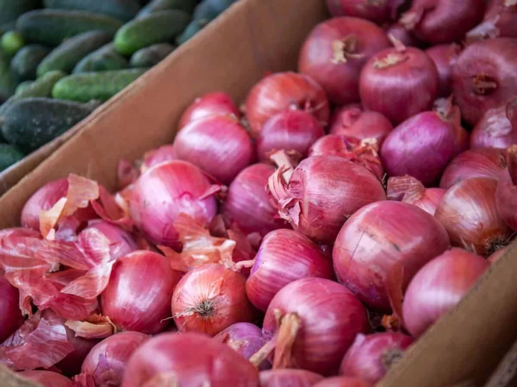 Govt hikes onion procurement rate to Rs 16.5 per kg