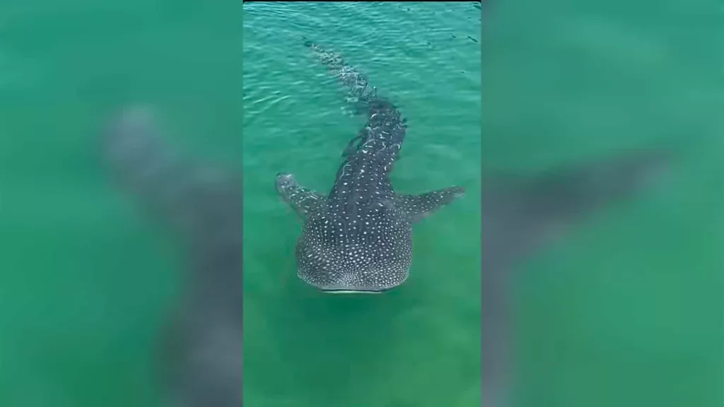 Giant whale shark spotted near popular Dubai restaurant